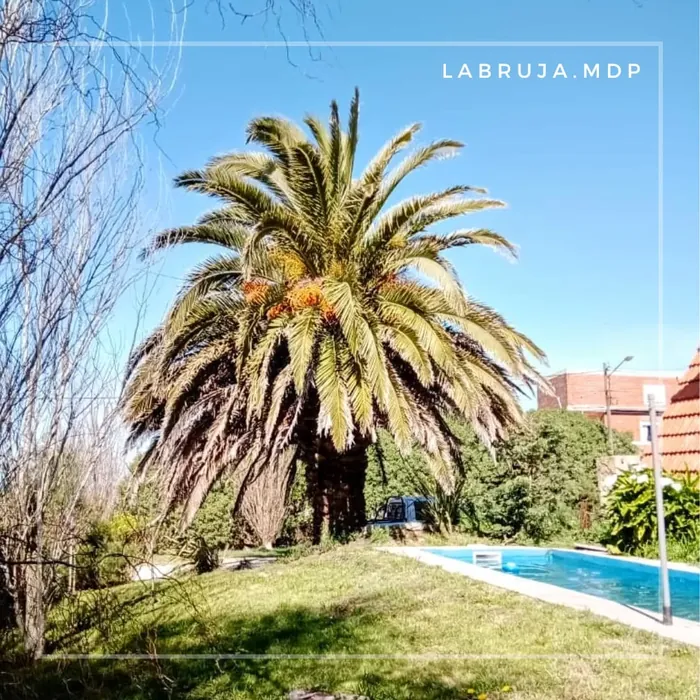 La Bruja: jardín con palmera y pileta
